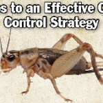 5 Steps to an Effective Cricket Control Strategy