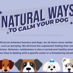 Natural Ways to Calm Your Dog