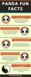 adorable-facts-about-pandas