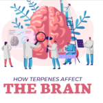How Terpenes Affect the Brain