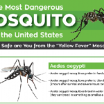 The Most Dangerous Mosquito in the United States