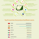 Health Benefits of Cauliflower infographic