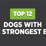 Top 12 Dogs With The Strongest Bite