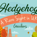 Hedgehogs – A Rare Sight in UK Gardens