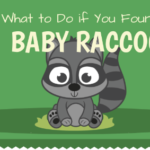 What to do if you found a baby raccoon