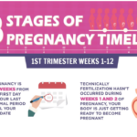 3 Stages of Pregnancy Timeline