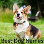 Best Top Dog Names 2019, 2018 and 2017