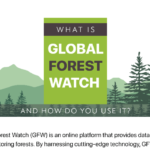 What Is Global Forest Watch and How Do You Use It?