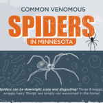 Common Venomous Spiders