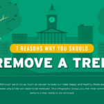 7 Reasons Why You Should Remove a Tree