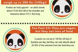 adorable-facts-about-pandas