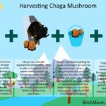 Harvesting Chaga Mushroom [Infographic]
