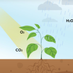 plant nutrients: what nutrients do plants need to survive and grow? Infographic