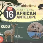 16 Most Elegant Antelope in Africa